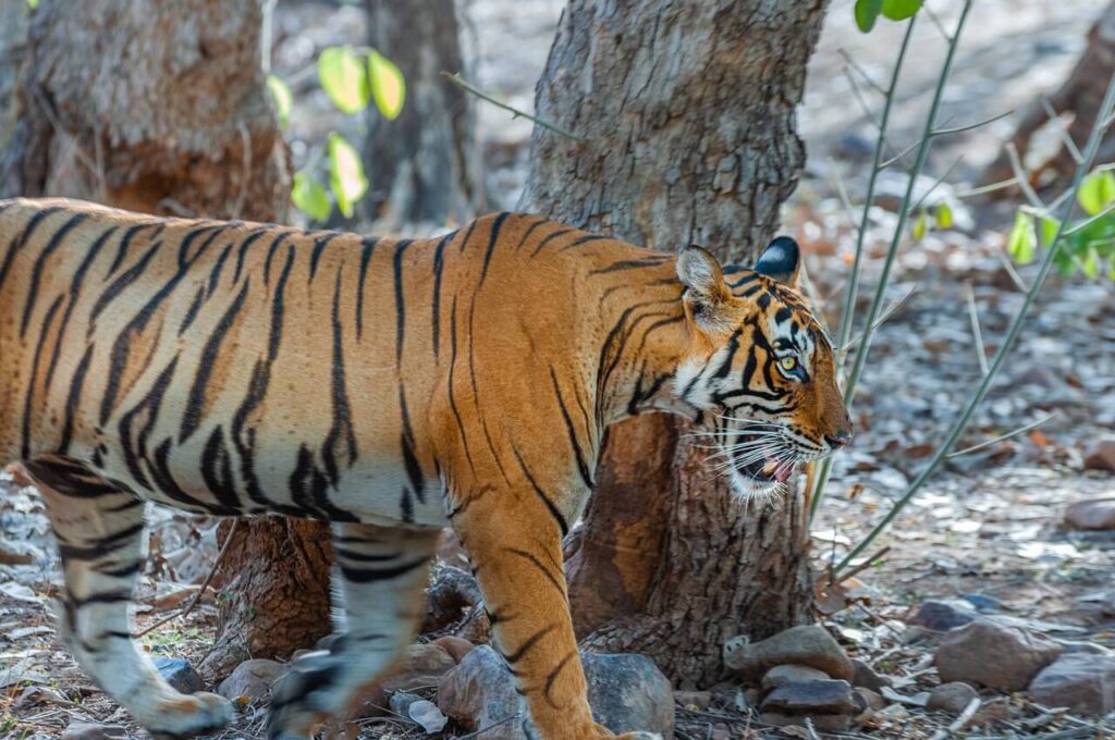 tiger-6932184_1280-1 (1)