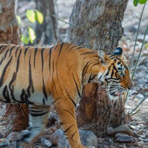 Golden Triangle Tour with Wild Life Safari